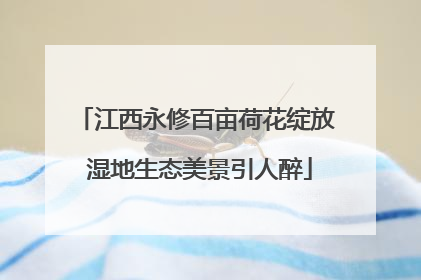 江西永修百亩荷花绽放 湿地生态美景引人醉